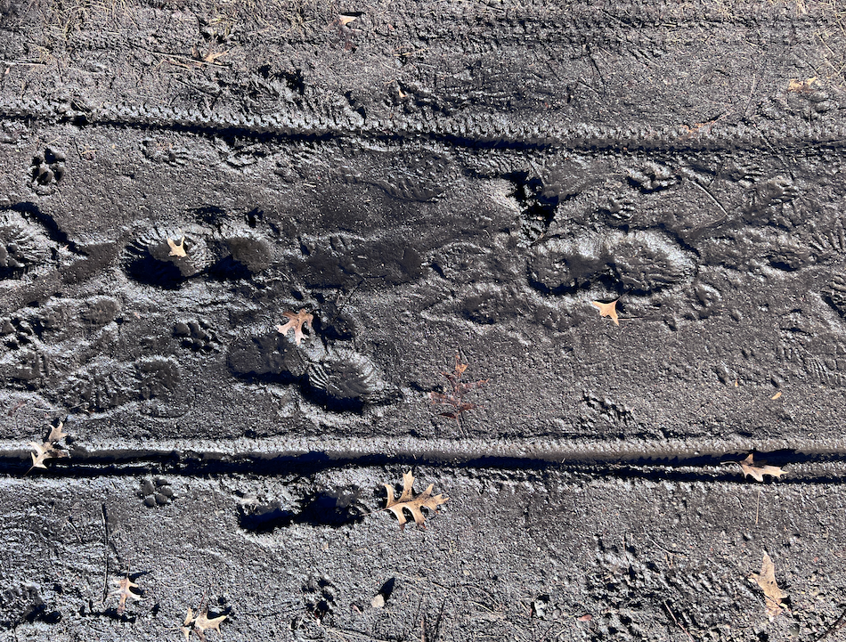 A closeup of a mud path showing overlapping prints of running shoes, bicycle tires, and dog-paws.
