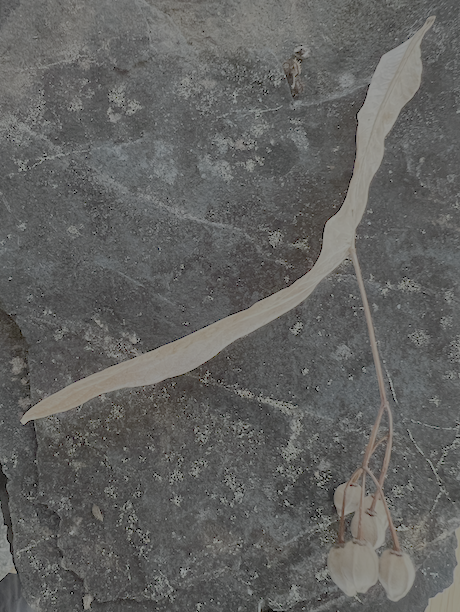 Dried basswood leaf with dangling seeds