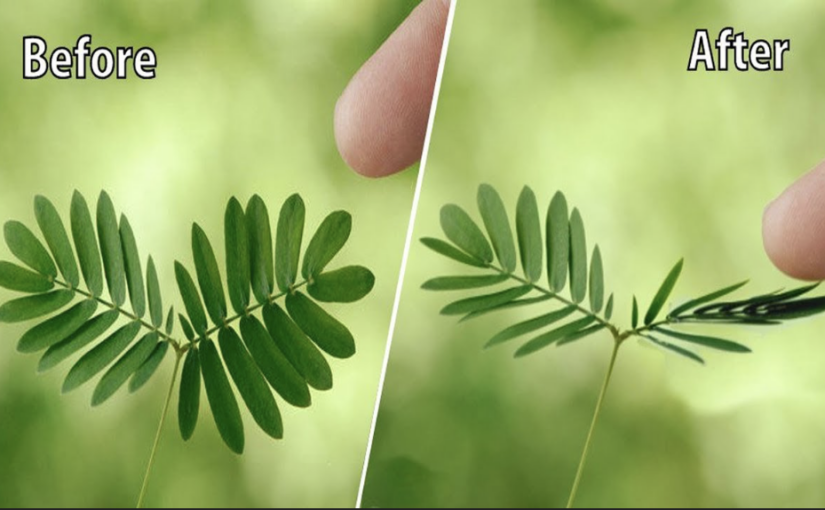 A leaf of a mimosa contracting in response to the touch of a finger